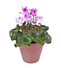 pink cyclamen in flowerpot isolated on white background