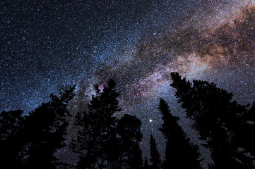 Milky Way in Cygnus constellation above spruce tree silhouettes.