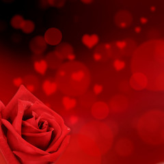red rose on hearts shaped and red lights background in square size