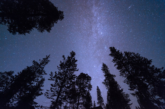 Milky Way and stars above treetops