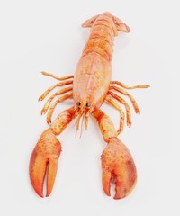 Realistic 3D Render of Cooked Lobster