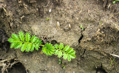 Potentilla anserina, Silverweed