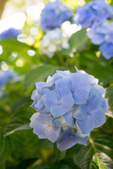 上越市　正善寺ダム　あじさい