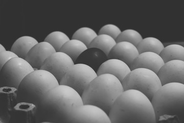 A pack of white eggs, one of which is brown