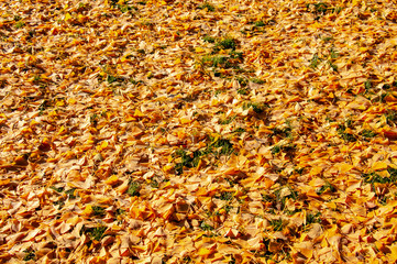 autumn leaves background