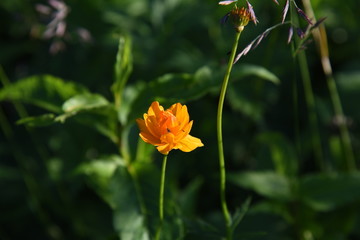 Obraz premium red flower