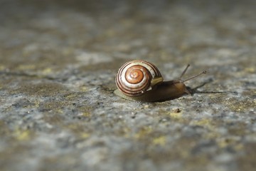 Schnecke mit Haus