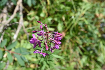 purple flower