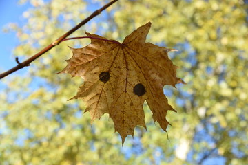 autumn leaves on a tree