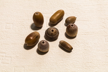 chêne, châtaine, gland, pomme de pain , feuille d’automne  