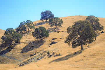 Fototapeta na wymiar magic dry country in central California with grass and trees