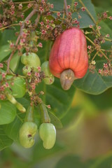 Cashew nut ,Cashew , Cashew Nut Tree , Cashew Nut