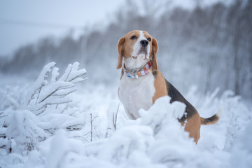 Beagle dog on a walk in the winter snow-covered Park