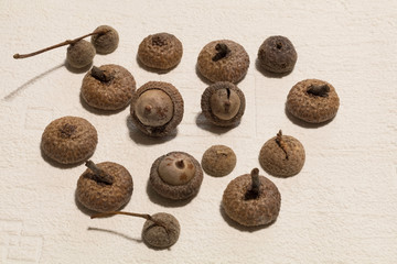 chêne, châtaine, gland, pomme de pain , feuille d’automne  