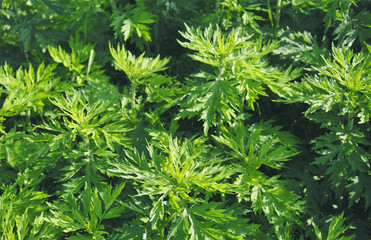 ヨモギ　春　素材