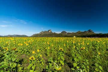 Sunflower Farm at Lopburi Province, Thailand