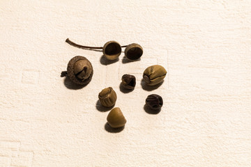 chêne, châtaine, gland, pomme de pain , feuille d’automne  