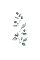 Watercolor blueberry branch