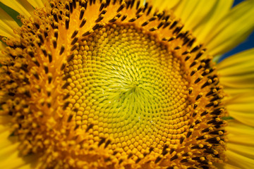 Sunflower Farm at Lopburi Province, Thailand