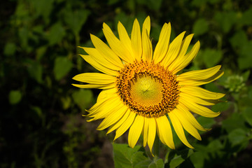 Sunflower Farm at Lopburi Province, Thailand