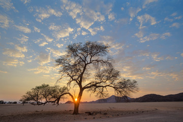 Sun rise behind large camelthorn tree