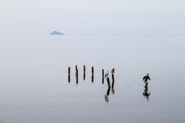 Three cormorants perched on poles that emerge from the flat water patiently wait to catch a fish