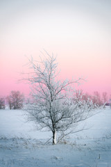 Fototapeta na wymiar Image of a frozen tree against the setting sun.