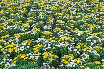 Flower field