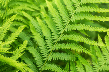 Fern leaves close-up. Green natural background texture