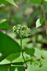Flowers of Ginseng (Panax ginseng) 9