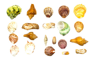 Seashells isolated on white background.