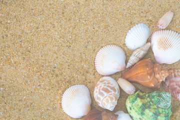 Seashells on sand. sea summer vacation background with space for text. 