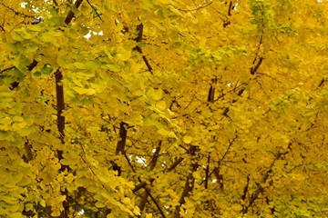 銀杏の木～Ginkgo tree