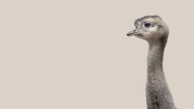 Young and funny Patagonian ostrich Rhea isolated at smooth background, details, closeup