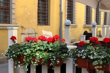Fototapeta na wymiar Red begonia flowers on white fence of an street cafe