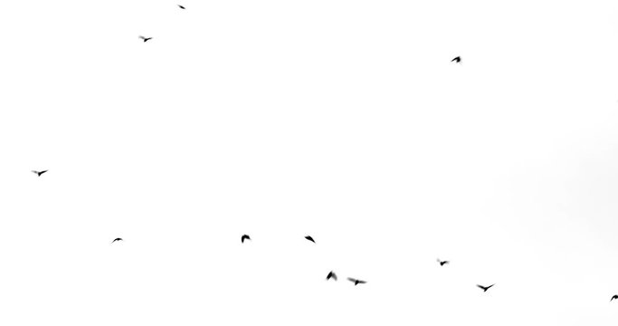 black birds fly from below upwards against a white background