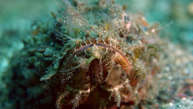 Raggy scorpionfish - Scorpaenopsis Venosa, Bearded scorpionfish camouflaged on the seabed, Raja Ampat, Indonesia