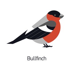 Bullfinch isolated on white background