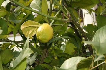 Lemon tree