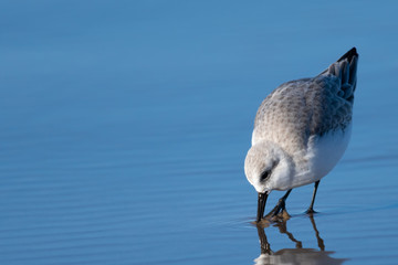 Sanderling Standing in Water with its Beak in the Sand