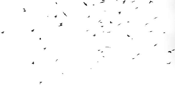 a flock of raven flies and flies on a white background close up