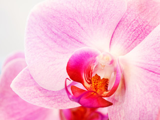 Beautiful Phalaenopsis orchid. Close up photo of pink petals.