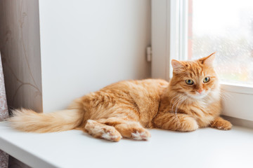 Cute ginger cat siting on window sill and waiting for something. Fluffy snowfall behind window glass.