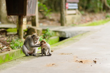 Long-tailed macaque monkeys roam free amongst the balinese Hindu temples of the sacred Ubud Forest in Bali, Indonesia.