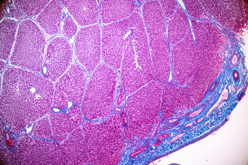 Tissue of Liver under the microscope for education in Laboratory physiology.