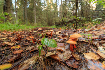 Obraz premium mushrooms in forest