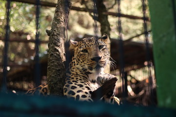 Leopard