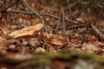 autumn fly agaric