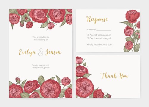 Bundle of elegant wedding invitation, response card and thank you note templates decorated by gorgeous blooming English rose flowers. Colorful botanical vector illustration for event celebration.