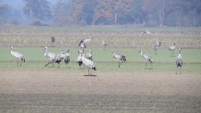 Common Cranes or Eurasian Cranes (Grus Grus) birds resting and feeding in a field during migration to the South in the fall. Slow motion clip.